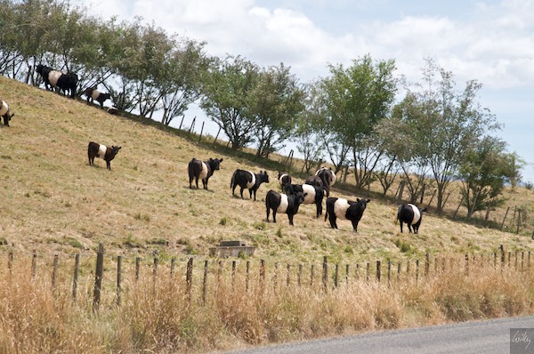 NewZealand 09 10  085